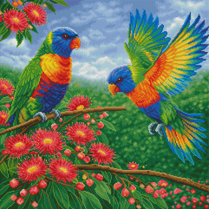 Rainbow Lorikeets