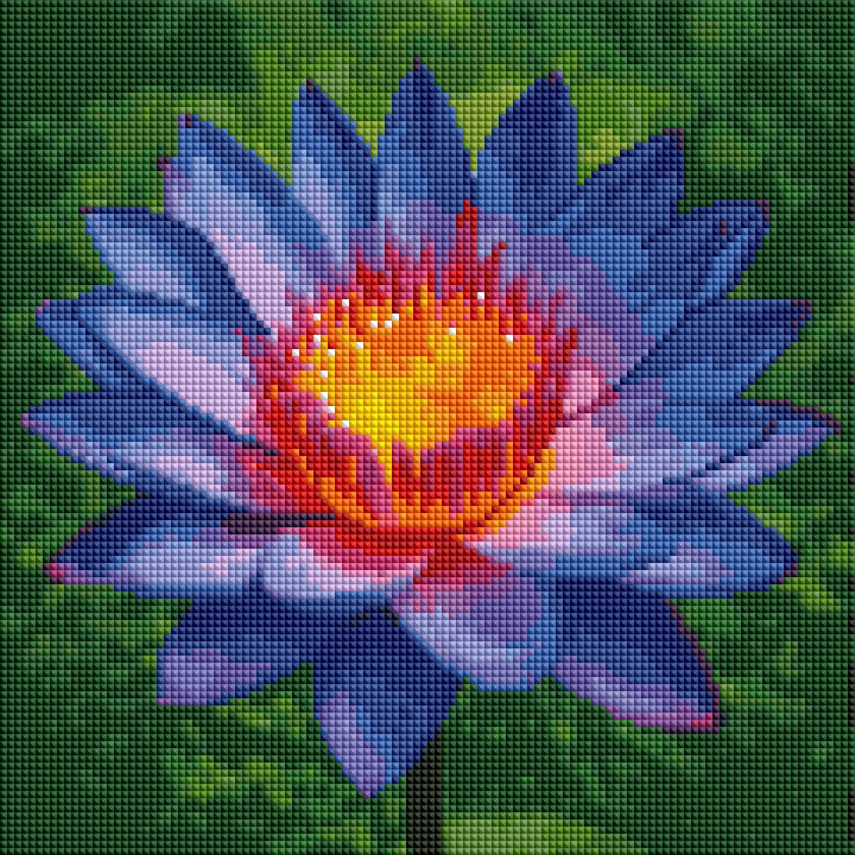 Water Lily