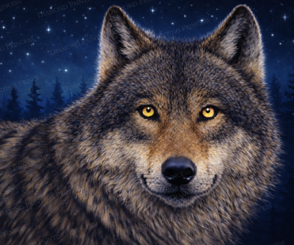 The Gaze of the Wolf