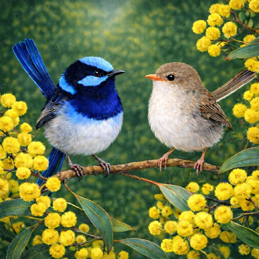 Fairywrens amongst the Wattles